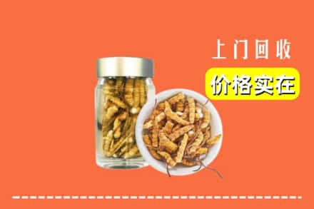 肇庆市端州回收散虫草