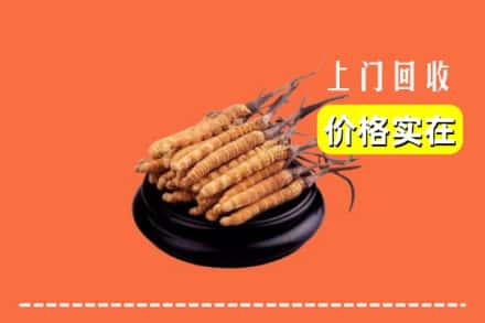 肇庆市端州回收冬虫夏草